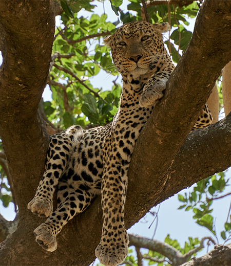 Tree top